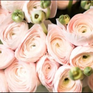 Meet your Posher, Annie